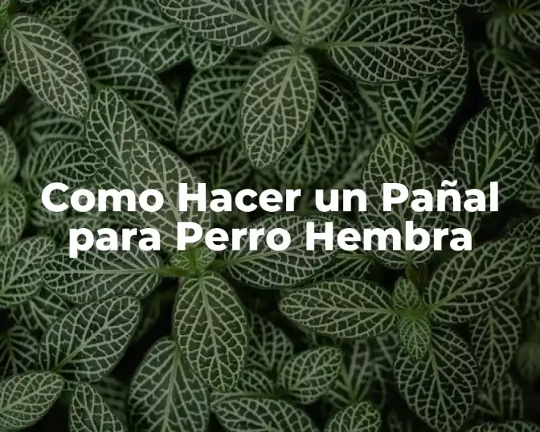 Como Hacer un Pañal para Perro Hembra