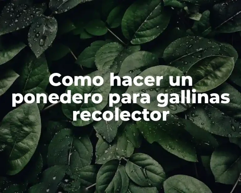 Como hacer un ponedero para gallinas recolector