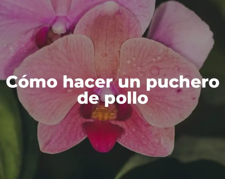 Cómo hacer un puchero de pollo