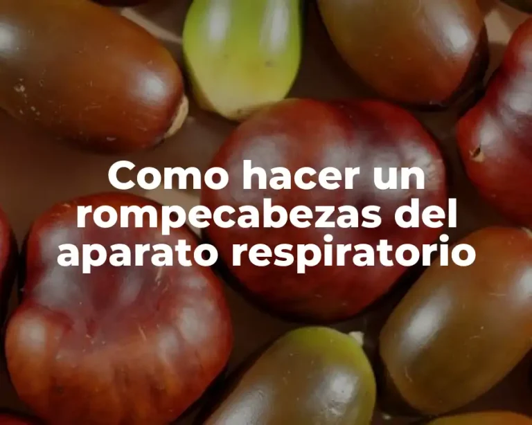 Como hacer un rompecabezas del aparato respiratorio