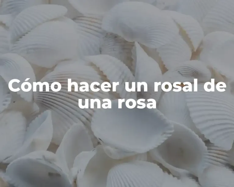 Cómo hacer un rosal de una rosa