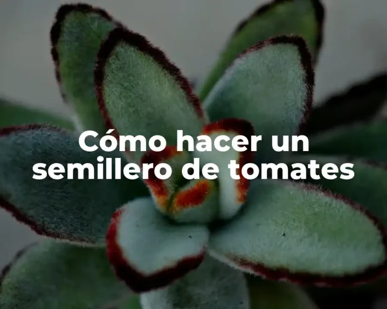 Cómo hacer un semillero de tomates