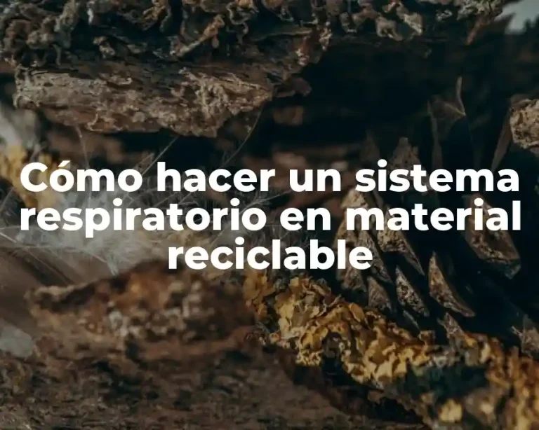 Cómo hacer un sistema respiratorio en material reciclable