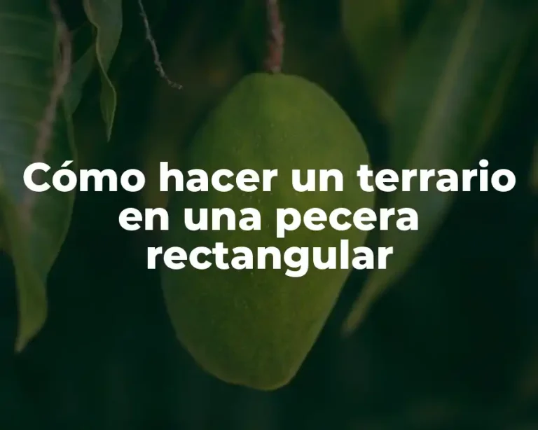 Cómo hacer un terrario en una pecera rectangular