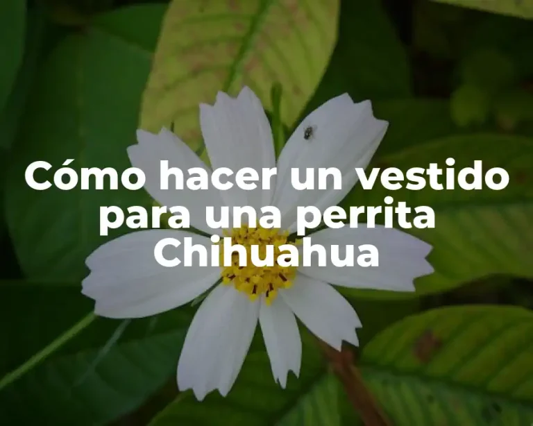Cómo hacer un vestido para una perrita Chihuahua
