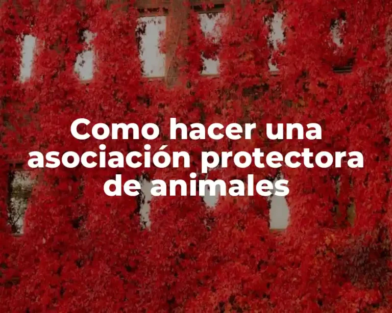 Como hacer una asociación protectora de animales