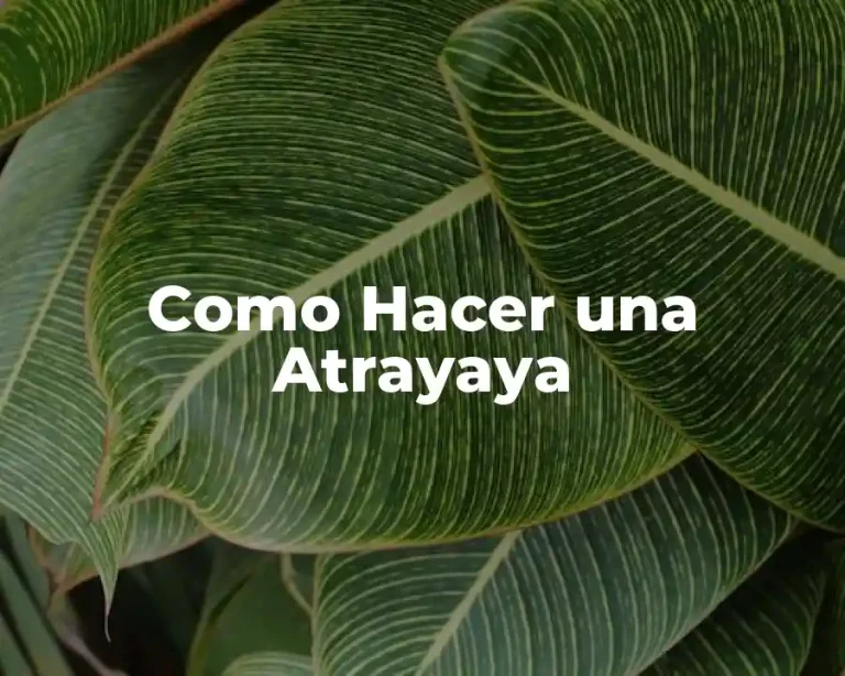 Como Hacer una Atrayaya
