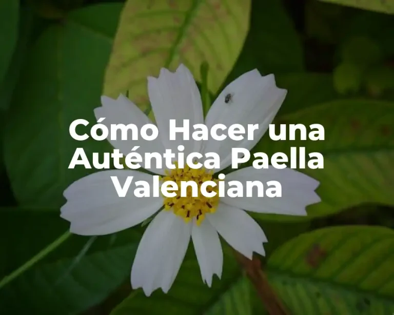Cómo Hacer una Auténtica Paella Valenciana