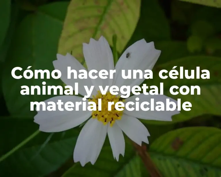 Cómo hacer una célula animal y vegetal con material reciclable