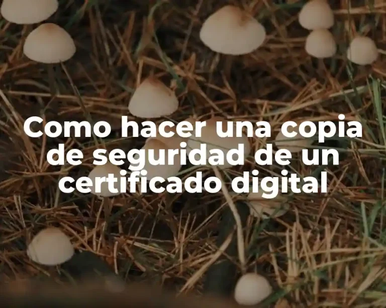 Como hacer una copia de seguridad de un certificado digital