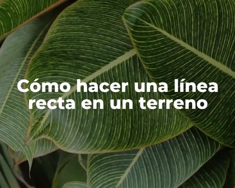 Cómo hacer una línea recta en un terreno