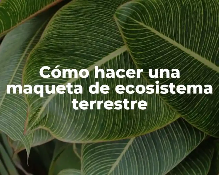 Cómo hacer una maqueta de ecosistema terrestre
