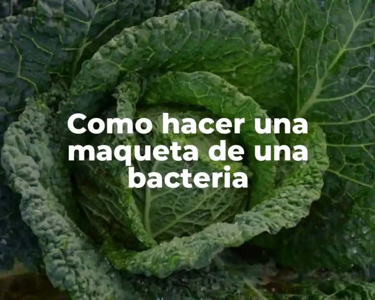 Como hacer una maqueta de una bacteria