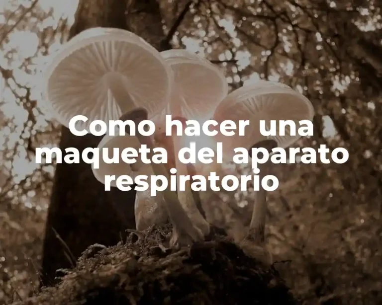 Como hacer una maqueta del aparato respiratorio