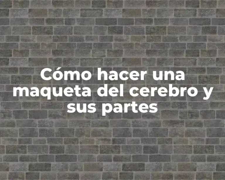 Cómo hacer una maqueta del cerebro y sus partes