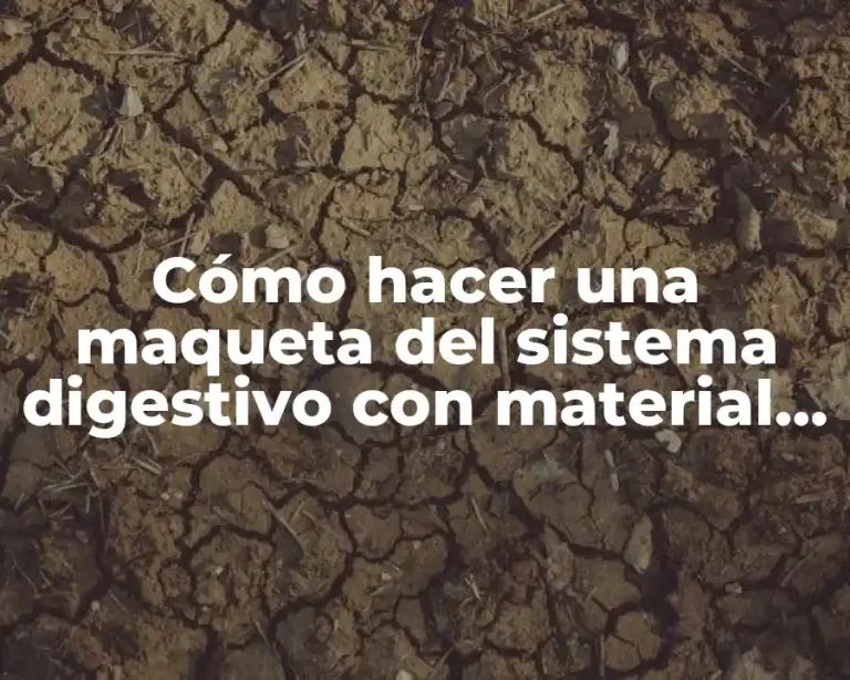 Cómo hacer una maqueta del sistema digestivo con material reciclado