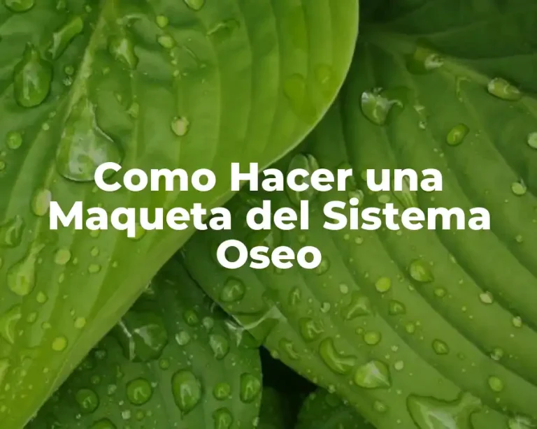 Como Hacer una Maqueta del Sistema Oseo