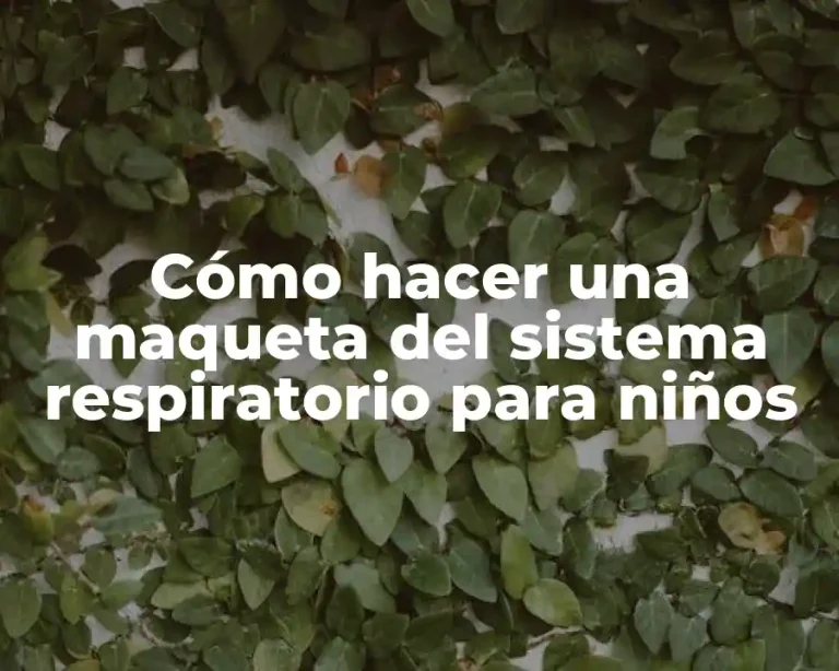 Cómo hacer una maqueta del sistema respiratorio para niños