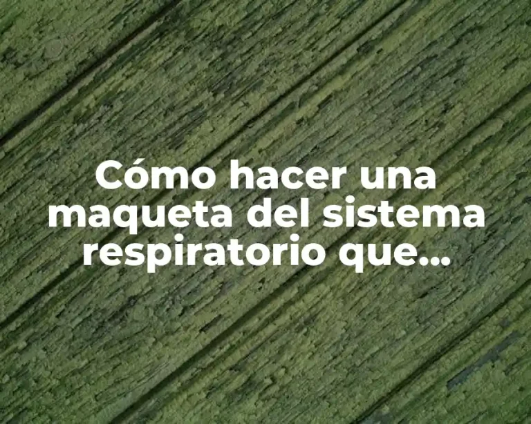 Cómo hacer una maqueta del sistema respiratorio que funcione