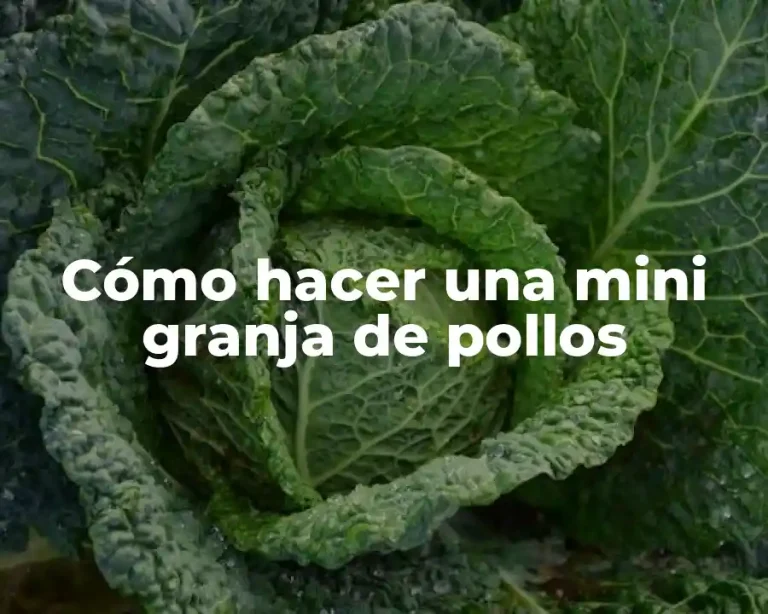 Cómo hacer una mini granja de pollos