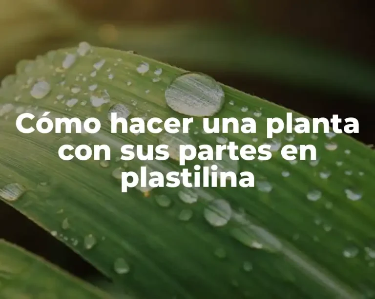 Cómo hacer una planta con sus partes en plastilina