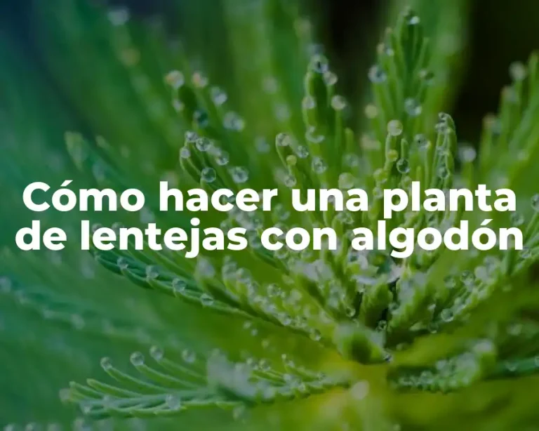 Cómo hacer una planta de lentejas con algodón