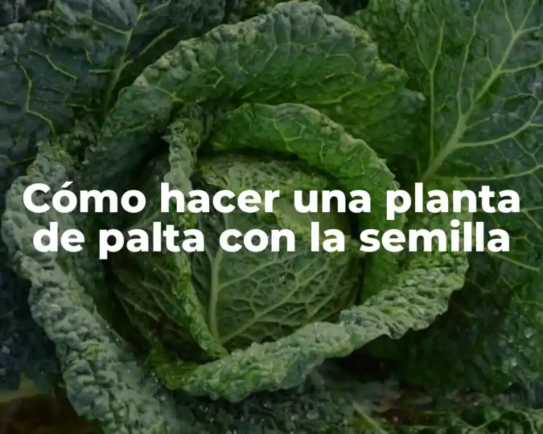 Cómo hacer una planta de palta con la semilla