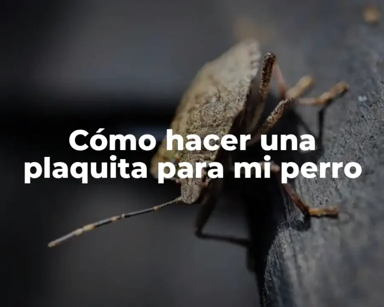 Cómo hacer una plaquita para mi perro