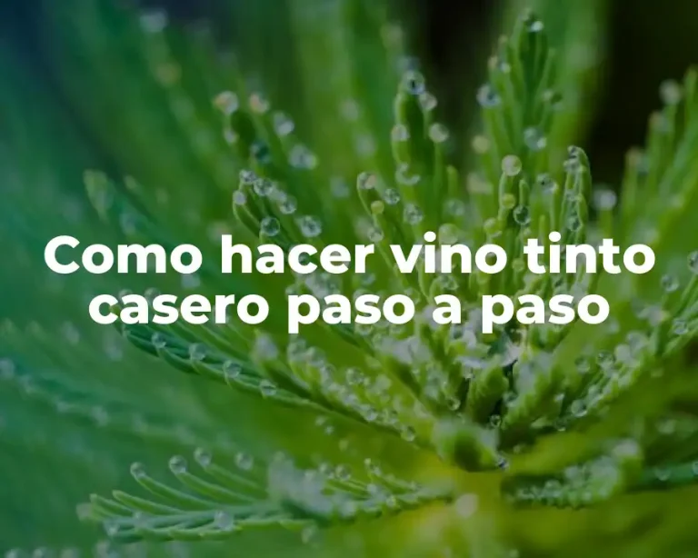 Como hacer vino tinto casero paso a paso