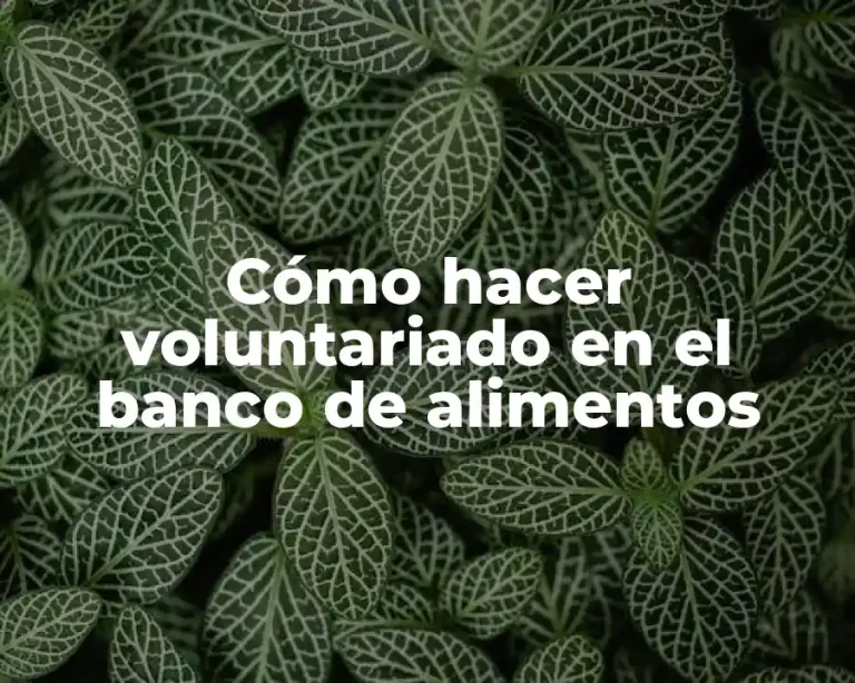 Cómo hacer voluntariado en el banco de alimentos