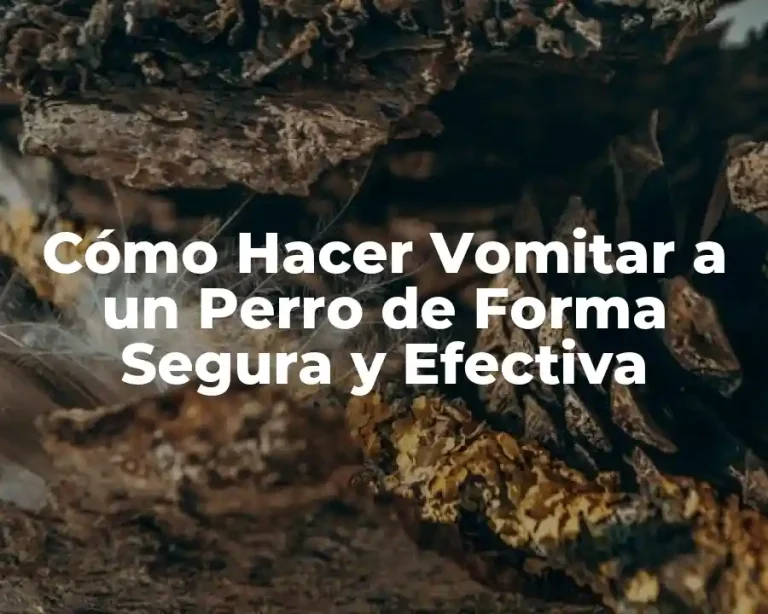Cómo Hacer Vomitar a un Perro de Forma Segura y Efectiva