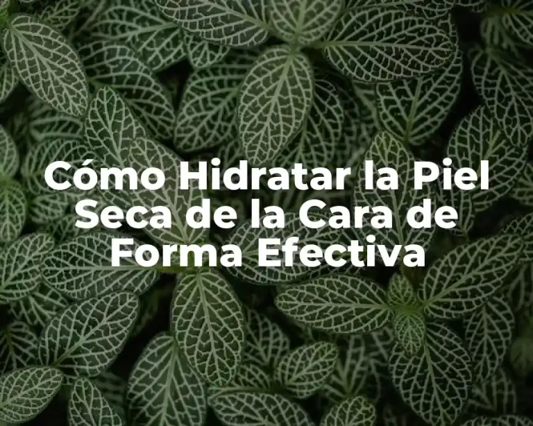 Cómo Hidratar la Piel Seca de la Cara de Forma Efectiva
