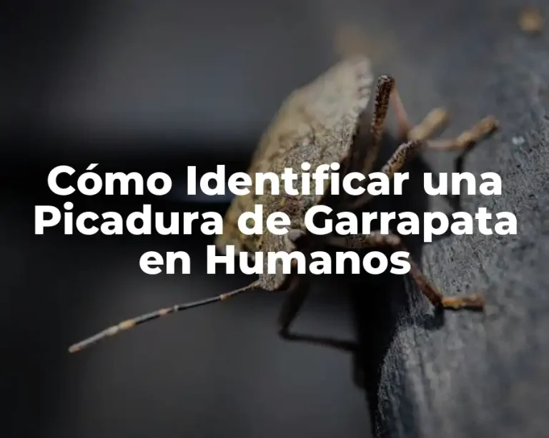 Cómo Identificar una Picadura de Garrapata en Humanos