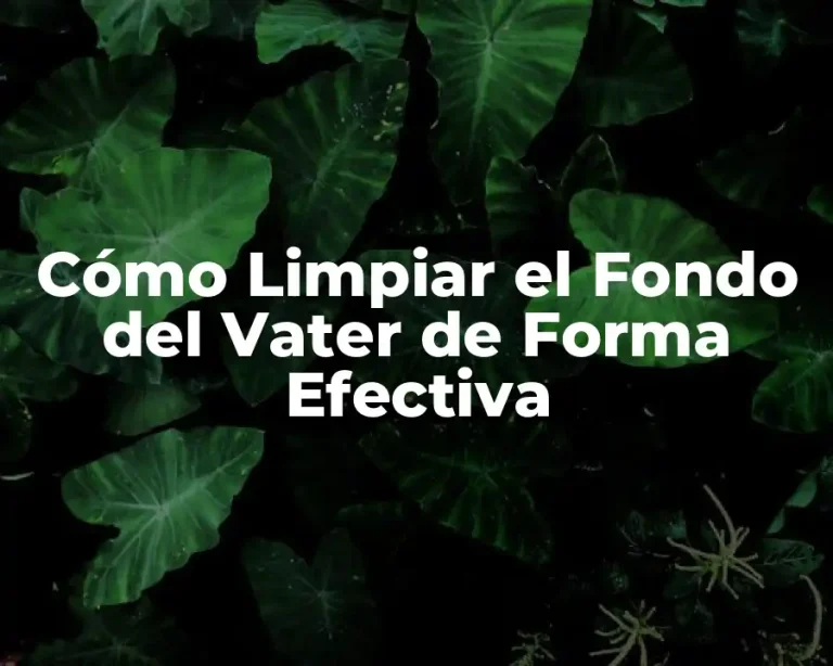 Cómo Limpiar el Fondo del Vater de Forma Efectiva