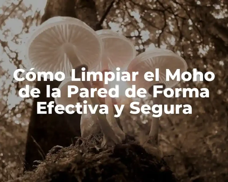 Cómo Limpiar el Moho de la Pared de Forma Efectiva y Segura