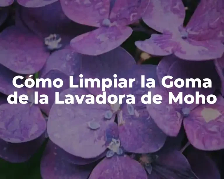 Cómo Limpiar la Goma de la Lavadora de Moho