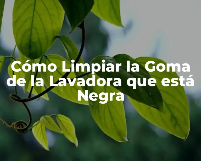 Cómo Limpiar la Goma de la Lavadora que está Negra