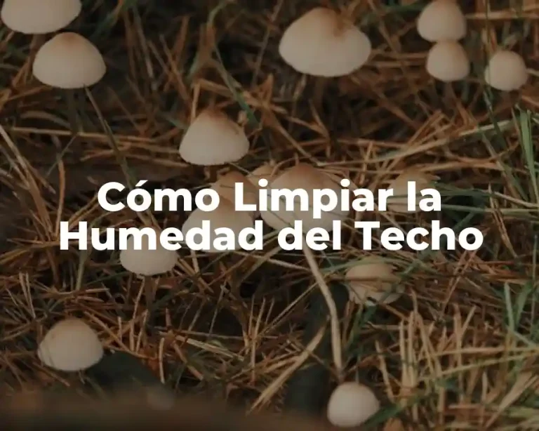 Cómo Limpiar la Humedad del Techo
