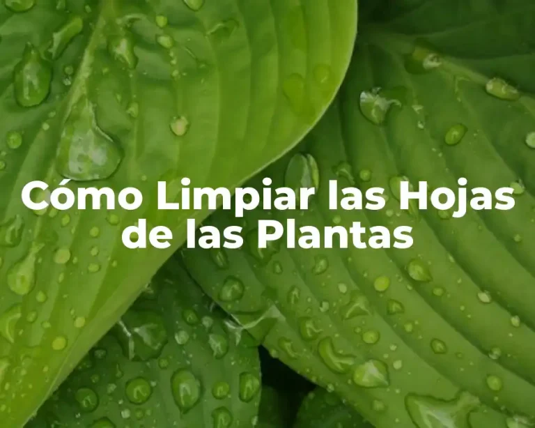 Cómo Limpiar las Hojas de las Plantas