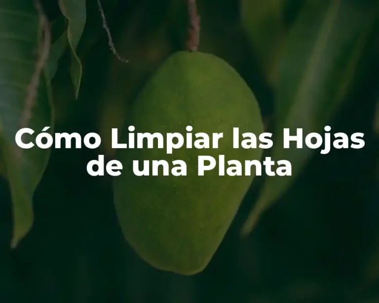 Cómo Limpiar las Hojas de una Planta
