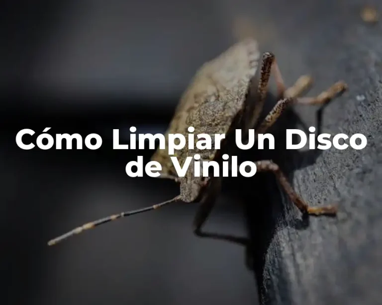 Cómo Limpiar Un Disco de Vinilo