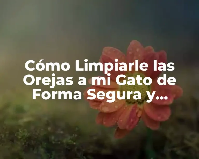 Cómo Limpiarle las Orejas a mi Gato de Forma Segura y Efectiva