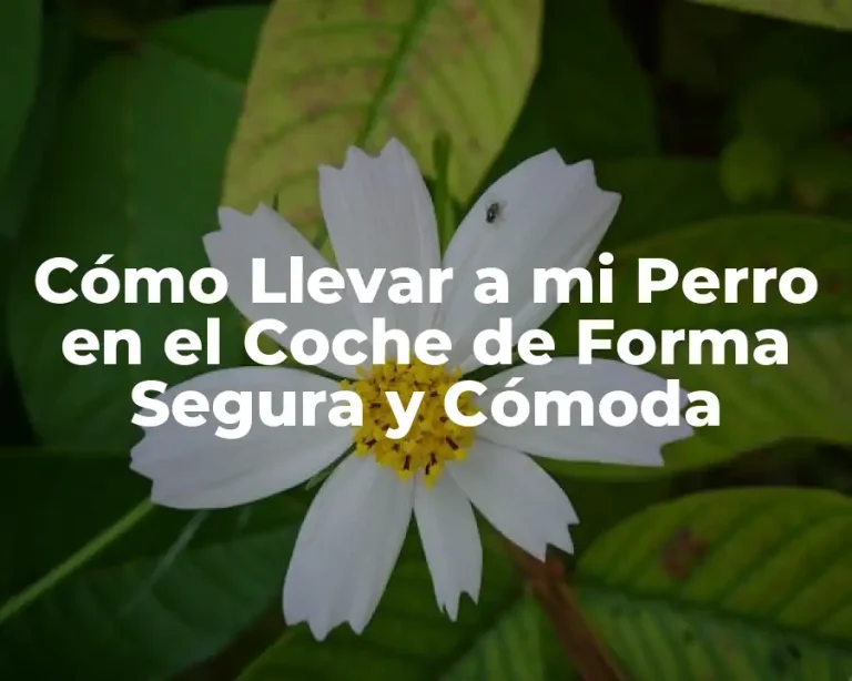 Cómo Llevar a mi Perro en el Coche de Forma Segura y Cómoda