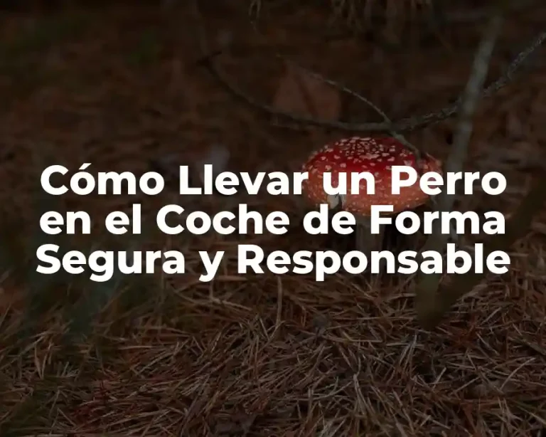 Cómo Llevar un Perro en el Coche de Forma Segura y Responsable