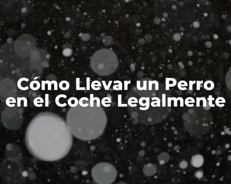 Cómo Llevar un Perro en el Coche Legalmente