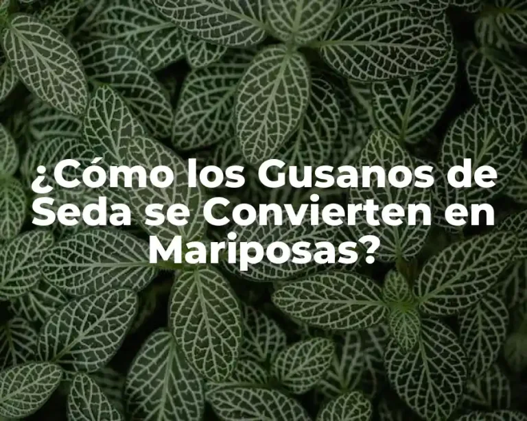 ¿Cómo los Gusanos de Seda se Convierten en Mariposas?