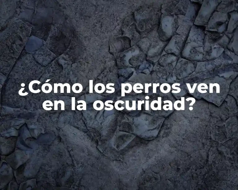 ¿Cómo los perros ven en la oscuridad?