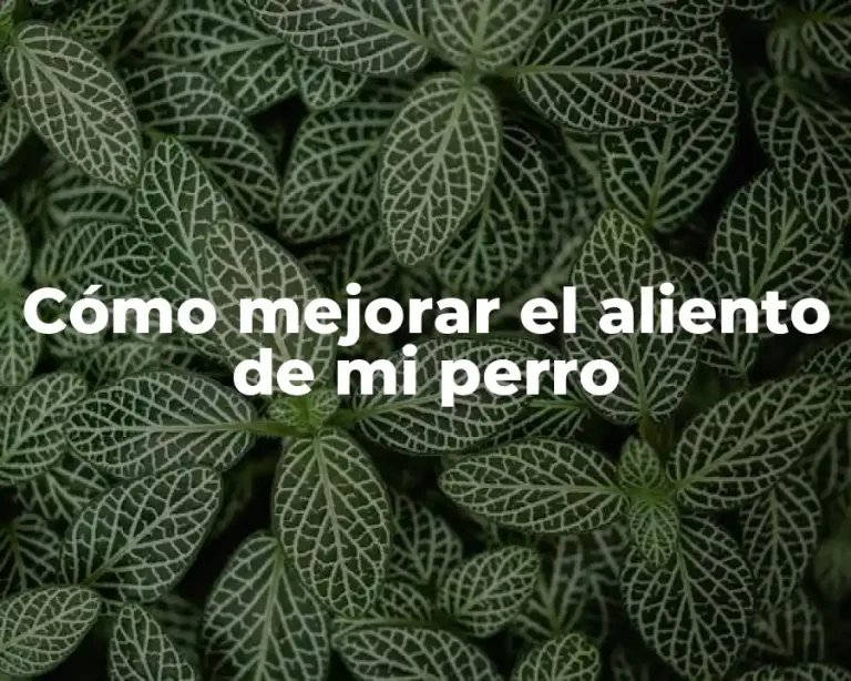 Cómo mejorar el aliento de mi perro