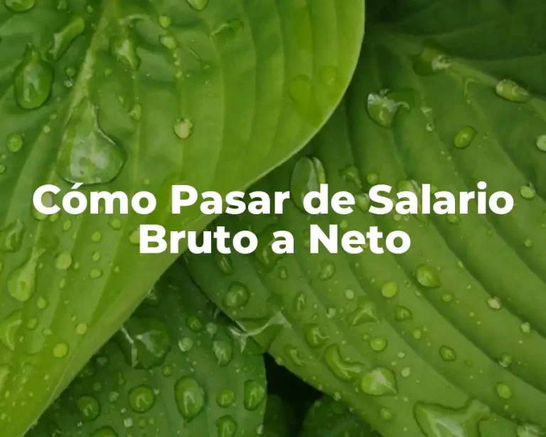 Cómo Pasar de Salario Bruto a Neto