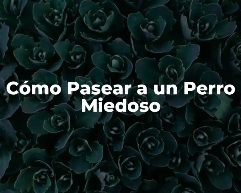 Cómo Pasear a un Perro Miedoso